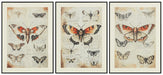 Jossletts Wall Art (Set of 3) - Golden Home Furniture (Columbus, OH) - Multi Location